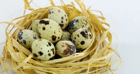 Rotating quail eggs in nest Stock Footage 102531541
