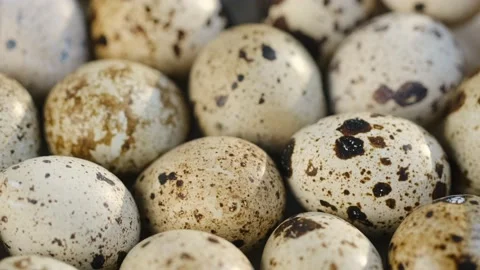 Rotating Quail Eggs . Top View. Close Up.Close-up of quail eggs a rotating Stock Footage 169061862