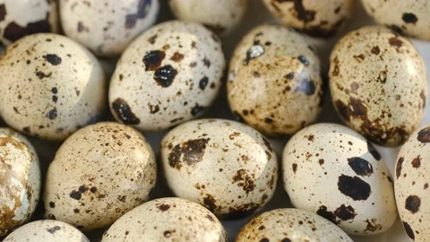 Rotating Quail Eggs . Top View. Close Up.Close-up of quail eggs a rotating Stock Footage 169283288