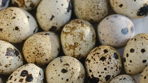 Rotating Quail Eggs . Top View. Close Up.Close-up of quail eggs a rotating Stock Footage 170035492