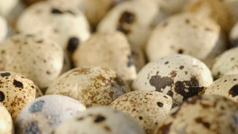 Rotating Quail Eggs . Top View. Close Up.Close-up of quail eggs a rotating Stock Footage 183393686