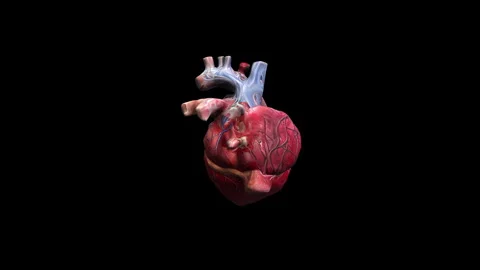 Rotating realistic 3d heart isolated on black Stock Footage 265088052