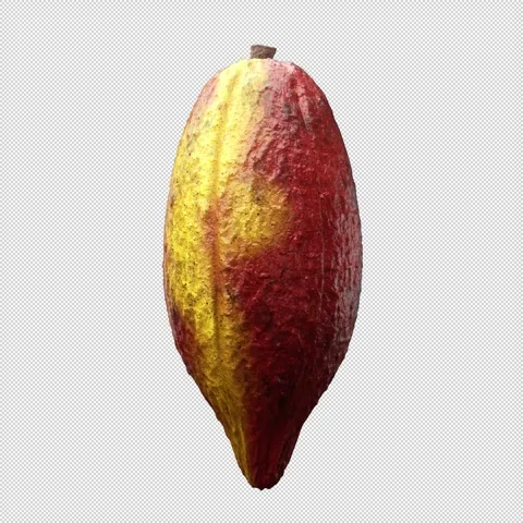 Rotating Red and Yellow Cocoa Shell with Alpha Channel for Seamless Compositing Stock Footage 290199598