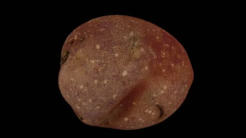 Rotating Red Bliss Potato on Black Background (Looping) Stock Footage 139894975