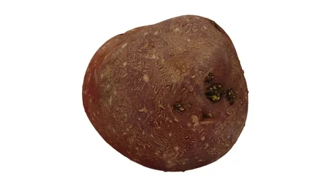 Rotating Red Bliss Potato on White Background (Looping) Stock Footage 139894926