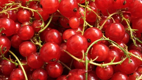 Rotating Red Currant. Stock Footage 90938237