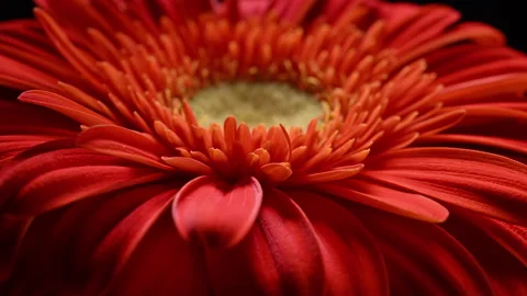 Rotating red gerbera macro, vibrant floral background. 스톡 동영상 328729231