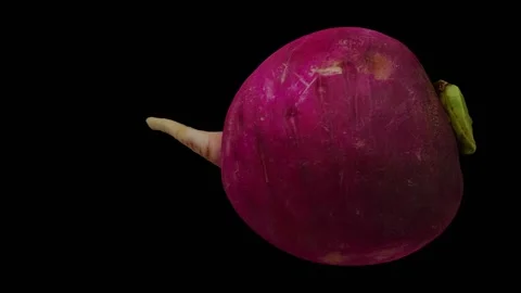 Rotating Red Radish on Black Background (Looping) Stock Footage 148597436