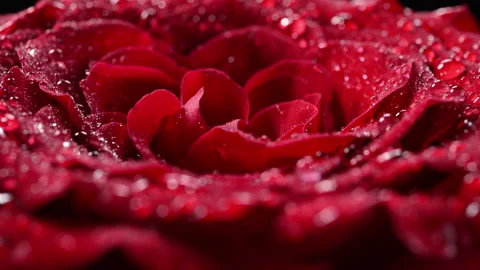 Rotating red rose with dew drops, romantic macro. Vídeo Stock 328729083