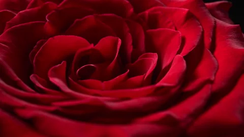 Rotating red rose macro, romantic floral background. Stock Footage 328728776