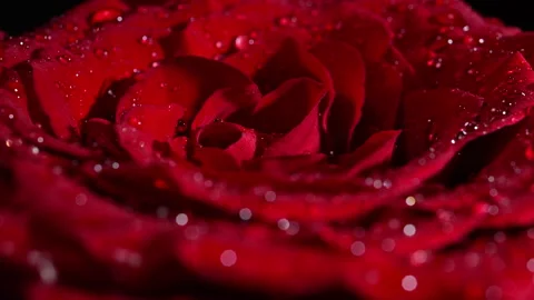 Rotating red rose, spa relaxation and aromatherapy. Vídeo Stock 328729114
