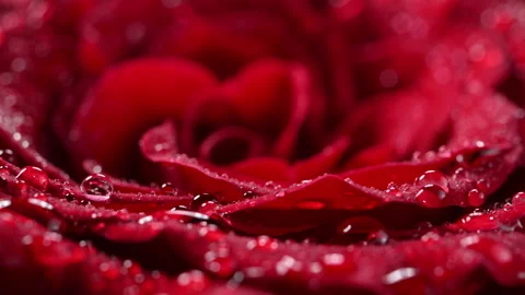 Rotating red rose with sparkling dew, romantic macro. Vídeo Stock 328727914