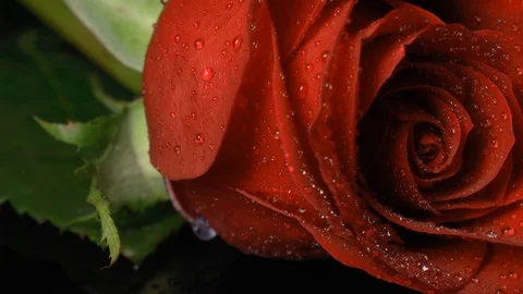 Rotating red rose with water drops Stock Footage