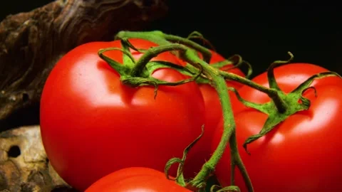 Rotating ripe red tomatoes on a branch against a black background. Stock Footage 335212014