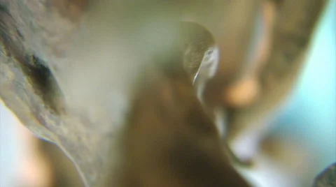 Rotating root macro. Scene 1. Stock Footage 44567183