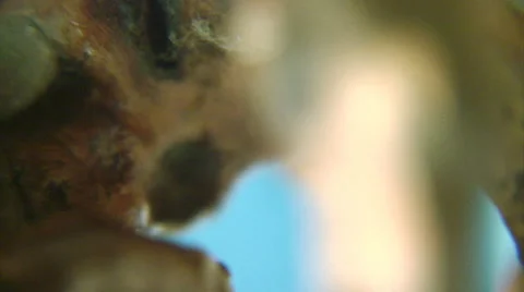 Rotating root macro. Scene 2. Stock Footage 44567231