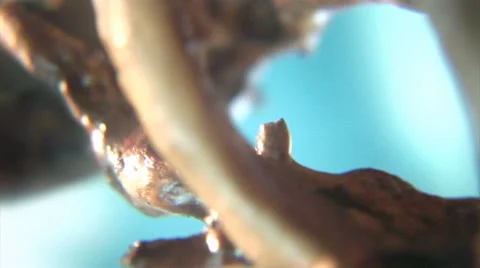 Rotating root macro. Scene 3. Stock Footage 44561318