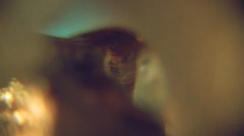 Rotating root macro. Scene 4. Stock Footage 44562523