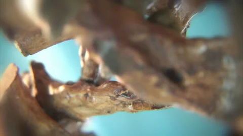 Rotating root macro. Scene 5. Stock Footage 44563048