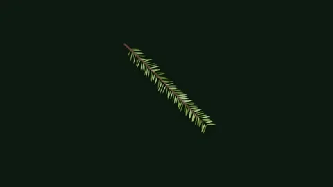 Rotating Rosemary Sprig Motion Graphic with Detailed Needle Leaves on Dark .. Видео 346007115