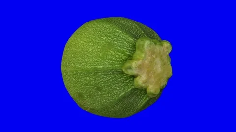 Rotating Round Zucchini on Blue Background Stock Footage 80593868