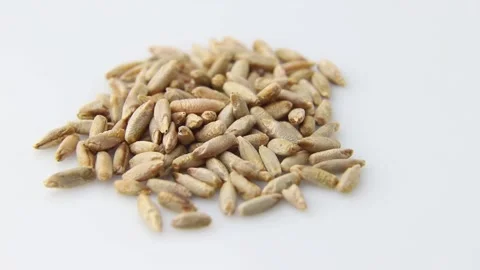 Rotating of rye grains on white background. Side view. Stock Footage 136050650