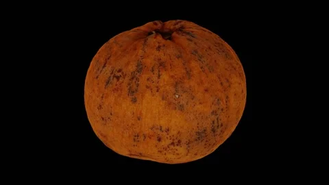 Rotating Santol on Black Background (Looping) Stock Footage 146824947