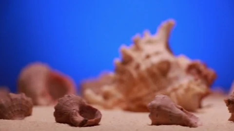 Rotating seashells on the sand Stock Footage 103505241