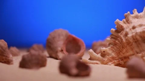 Rotating seashells on the sand Stock Footage 103505270