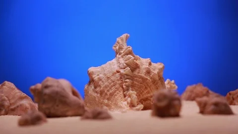 Rotating seashells on the sand Stock Footage 103505275