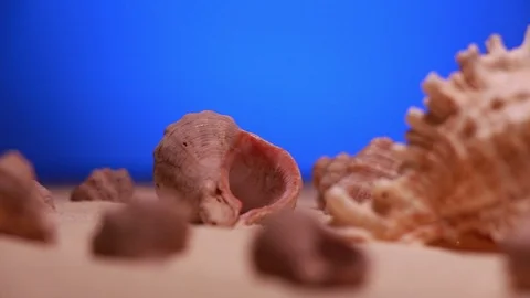 Rotating seashells on the sand Stock Footage 103505538