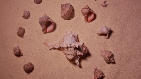 Rotating seashells on the sand Stock Footage 103507686