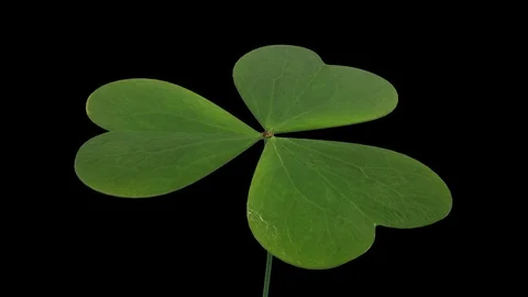 A rotating Shamrock Stock Footage 100719901