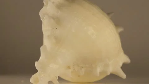 Rotating Shell Stock Footage 8925172