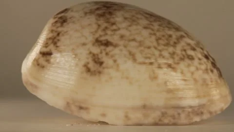 Rotating Shell Stock Footage 8925184