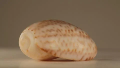 Rotating Shell Stock Footage 8925187