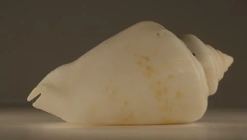 Rotating Shell Stock Footage 8925189