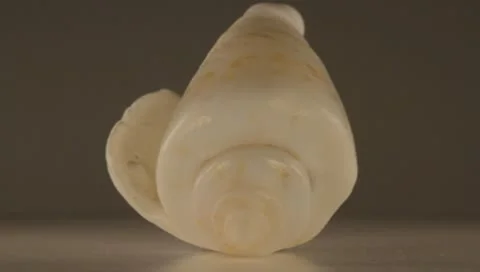Rotating Shell Stock Footage 8925271