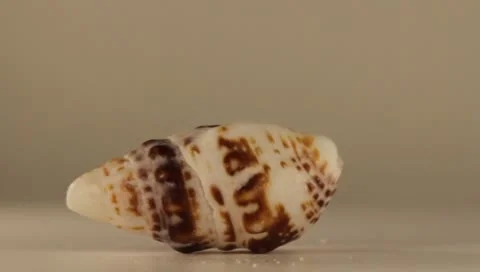 Rotating Shell Stock Footage 8925414
