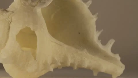 Rotating Shell Stock Footage 8925424