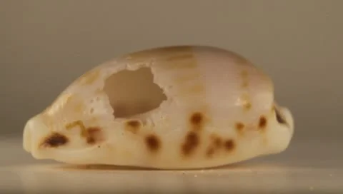 Rotating Shell Stock Footage 8925435