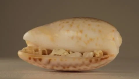 Rotating Shell Stock Footage 8925517