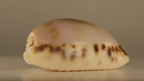 Rotating Shell Stock Footage 8925525