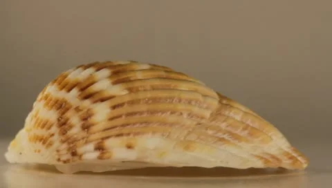 Rotating Shell Stock Footage 8925622