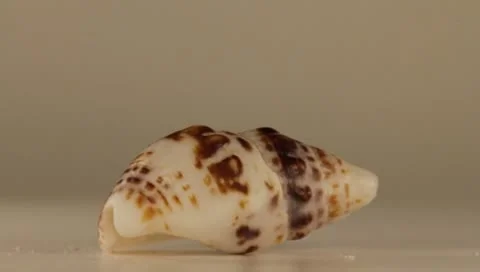 Rotating Shell Stock Footage 8925628