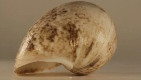 Rotating Shell Stock Footage 8925715