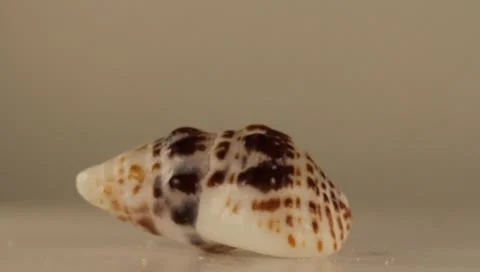Rotating Shell Stock Footage 8925720