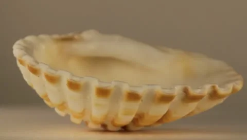 Rotating Shell Stock Footage 8925721