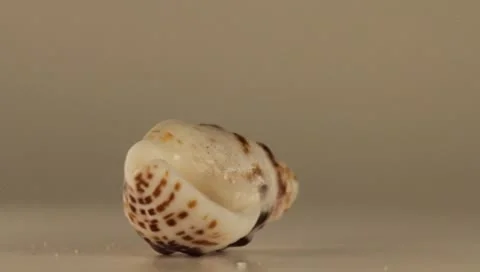 Rotating Shell Stock Footage 8925785