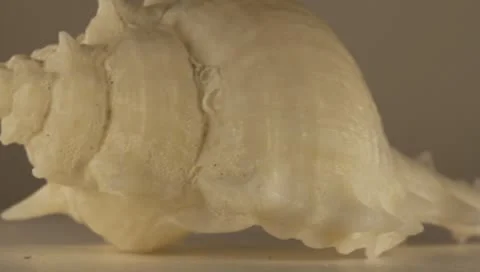 Rotating Shell Stock Footage 8925801